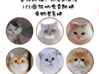 怎么注册猫?（怎么注册猫舍)