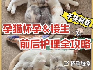 猫怎么接?（猫怎么接生)